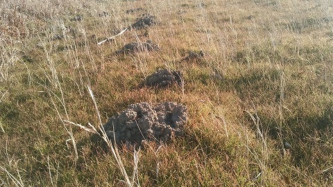 知多草木農場にすむ土竜 公財 自然農法センター