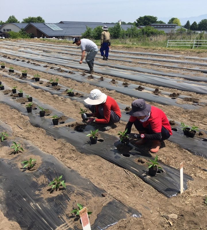 ピーマンやナス ミニトマト定植をしました 公財 自然農法センター