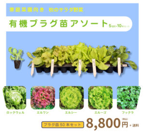 家庭菜園向き 秋のサラダ野菜 有機プラグ苗アソート 50本セット