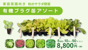 家庭菜園向き 秋のサラダ野菜 有機プラグ苗アソート 50本セット